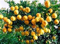 永春有什么特產(chǎn) 永春十大最出名的特產(chǎn)介紹
