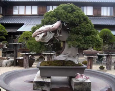 世界十大金獎盆景排名，第一名已有八百年樹齡
