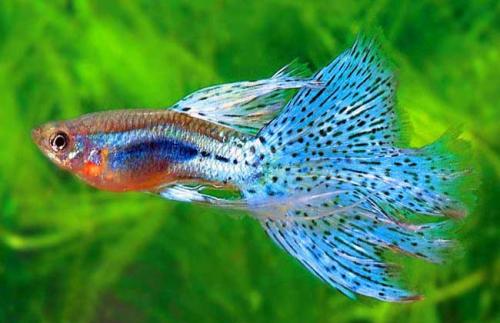 哪些熱帶魚(yú)好養(yǎng)？盤(pán)點(diǎn)十大最好養(yǎng)的熱帶魚(yú)
