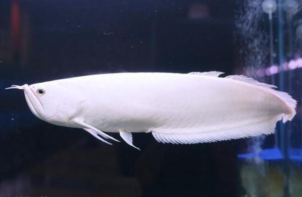 世界十大最貴觀賞魚排名，雪龍魚排在榜單首位
