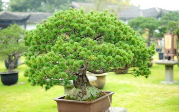 中國十大盆景名貴樹種，你知道幾種？