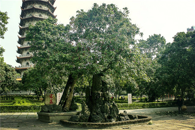 世界上最老的荔枝樹(shù)，已經(jīng)有1200多歲高齡