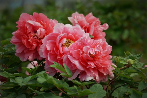 世界上最具代表的五種國(guó)花，法國(guó)是鳶尾花