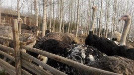 2020養(yǎng)殖什么最賺錢？農(nóng)村十大暴利養(yǎng)殖排行