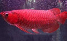 世界十大最貴觀賞魚排名，第一名高達(dá)409萬(wàn)
