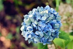不吉利的花有哪些？盤點(diǎn)風(fēng)水中十大不吉利花
