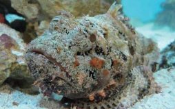 世界上十大恐怖魔鬼魚，石頭魚真如其名