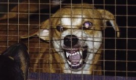 世界上最難治的傳染病，狂犬病死亡率百分之百