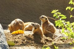 世界最大的野生動物園排名，第一名在美國
