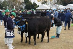 世界上最貴的牛肉，女王牛拍出3百萬天價(jià)