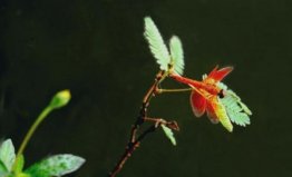 世界上最小的蜻蜓，侏紅小蜻體長不足15毫米