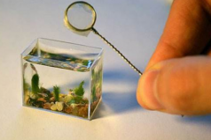 世界上最小的水族館，僅裝10毫升水能養(yǎng)魚