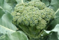 增強(qiáng)記憶力的10種食物，西蘭花咖啡雙雙上榜