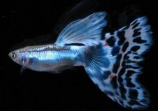 世界上最好養(yǎng)的魚是什么魚？首選孔雀魚！