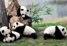 中國最受歡迎的十大動物園，長隆野生動物世界上榜