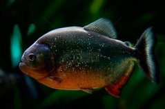 世界十大兇猛觀賞魚(yú)，黑色食人魚(yú)上榜