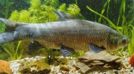中國四大家魚是哪四種？青魚、草魚、鰱魚及鳙魚