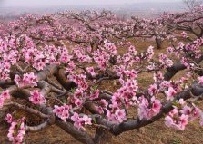 十大鎮(zhèn)宅辟邪的植物，桃樹(shù)位居首位