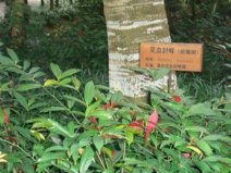 盤點古代的十大劇毒，你能認識幾種？