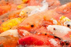 十大常見(jiàn)冷水觀賞魚(yú)：金魚(yú)、錦鯉居前兩名