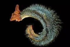 海洋中最神秘的十大生物：龐貝蟲上榜，你認識幾種？