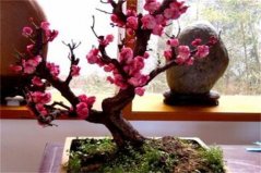 世界上花語(yǔ)最冷漠的花：紫藤、雪蓮雙雙入榜