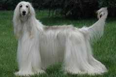 世界上十大毛最長的犬：薩摩耶犬上榜，阿富汗獵犬第一