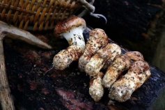 盤點云南十大野生菌：黑虎掌菌上榜，松茸奪冠