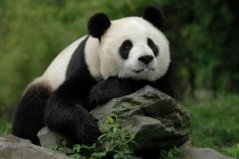 世界上最萌的動(dòng)物前十名：國寶熊貓第一名，羊駝上榜！