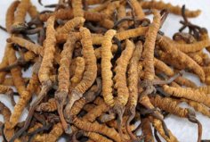 中國(guó)十大最值錢的植物藥材：鐵皮石斛墊底，冬蟲夏草第一