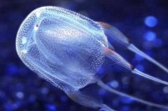 海洋中最毒的十大動(dòng)物：箱水母、藍(lán)環(huán)章魚雙雙入榜