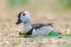 體長(zhǎng)最瘦小的水鴨，棉鳧成鳥(niǎo)長(zhǎng)約30厘米