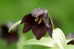 世界上花語最黑暗的花：曼陀羅、荼蘼花雙雙上榜