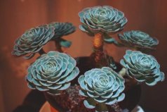 最難養(yǎng)的十種多肉植物：玉蝶、熊童子上榜