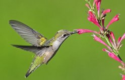 世界上最有趣的動(dòng)物：蜂鳥(niǎo)向后飛，木蛙會(huì)自我冰封