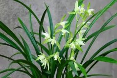 十大性價(jià)比最高的蘭花品種，你家的蘭花有沒(méi)上榜？