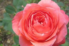世界傳統(tǒng)四大切花：月季、菊花占據(jù)前兩名