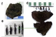 世界上最古老的茶葉，已經(jīng)有2000多年歷史