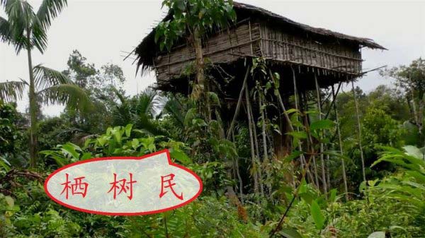 世界“最神秘”的部落：科羅威人居住在樹上，以狩獵為生