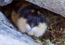 世界上最能生的動物，旅鼠繁殖能力最強(qiáng)