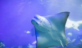 世界上最溫柔的魚(yú)類(lèi)：蝙蝠魚(yú)最長(zhǎng)可達(dá)8米