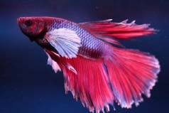 世界上最美麗的魚：它們個個高顏值，美若仙子！