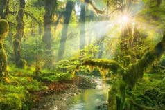 世界三大熱帶雨林：生物種類繁多，三足鼎立