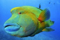 世界上最大的珊瑚魚(yú)，蘇眉魚(yú)體長(zhǎng)可達(dá)2米