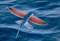 世界上有什么魚會(huì)飛？飛魚能在水面滑翔400米遠(yuǎn)