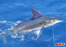 海洋中十大速度最快的動物：飛魚上榜，馬林魚獲得冠軍！