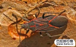 最喜歡曬太陽的10種動物：海龜上榜，第一是西方緣蝽