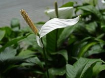 世界十大凈化空氣植物，家中裝修必備植物！