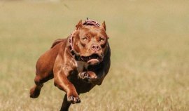 世界最有名的惡犬是哪種？世界十大惡犬排名