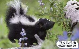 世界上最臭的動物十大排名，臭鼬奪冠實(shí)至名歸